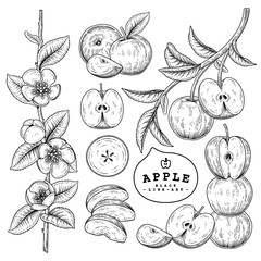 Obraz premium Vector Sketch Apple decorative set. Hand Drawn Botanical Illustrations. Black and white with line art isolated on white backgrounds. Fruits drawings. Retro style elements.
