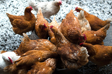 Сhickens