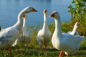 Obraz premium White swan flock on sea beach. White swans. White swan flock view. White swan flock scene