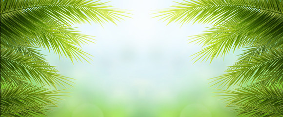 Palm Sunday concept: green palm tree leaves on natural sky