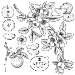 Vector Sketch Apple decorative set. Hand Drawn Botanical Illustrations. Black and white with line art isolated on white backgrounds. Fruits drawings. Retro style elements.