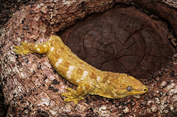 Neukaledonischer Riesengecko / New Caledonian giant gecko (Rhacodactylus leachianus), Île des Pins, Neukaledonien / New Caledonia 