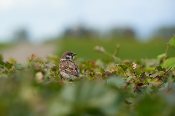 the sparrow sits on a branch and sings songs