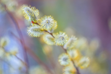 Spring willow branch blossoms. Fluffy willow flowers on a beautiful colored background, outdoors. Soft selective focus.