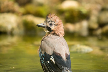 Portrait of a jay with a raised crest.