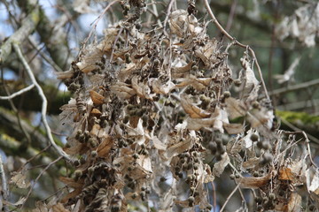 Tilia medicinal comestible tree dry branch during springtime