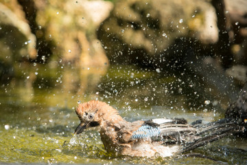 Jay taking a bath in a pond.