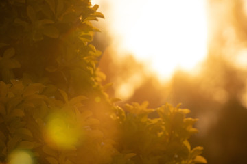 Plant with sunset behind