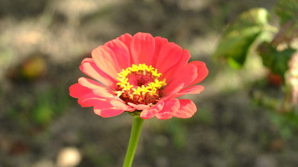 Kwiaty lata w Polsce