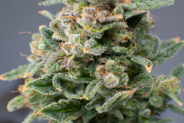 Sativa Fresh green weed In details. Indica flower. Pot green flower. Macro trichomes of cannabis.