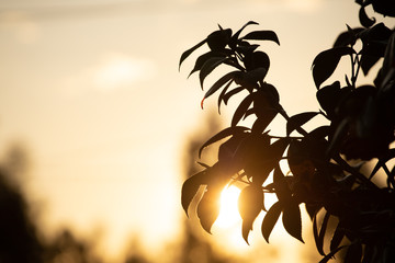 plant with sunset behind