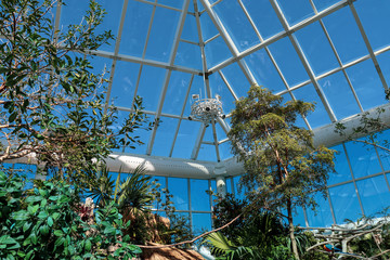 looking upwards at trees in atrium
