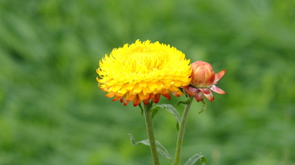 Kwiaty lata w Polsce © Roman