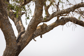 Fototapeta na wymiar Leopard im Baum 