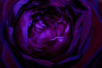 Fototapeta na wymiar Neon purple rose close-up. Bright macro background.