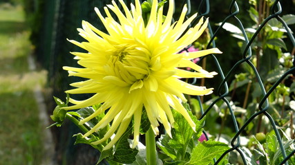 Kwiaty lata w Polsce © Roman