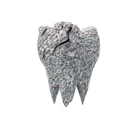dirty broken molar tooth isolated on white background