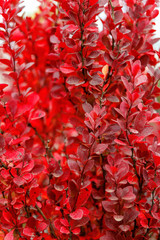 Bush with red leaves close-up. Natural natural background.