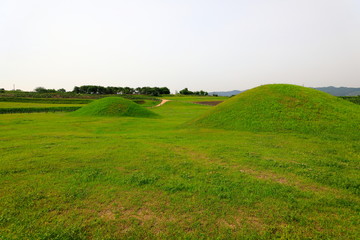 소나무와 들판이 보이는 아름다운 풍경