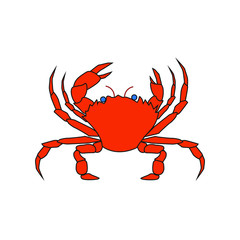 vector spider crab on white background