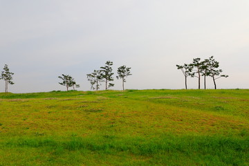 소나무와 들판이 보이는 아름다운 풍경
