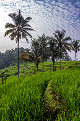 Fototapeta premium terraced rice fields in a countryside