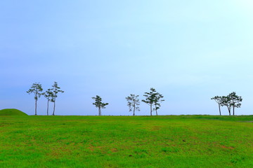 Fototapeta na wymiar 소나무와 들판이 보이는 아름다운 풍경