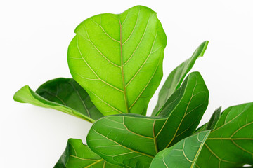 Scandinavian Decor style Plant Green Leaf.Fiddle Leaf Fig Tree.