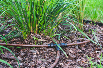 irrigation system with pine bark