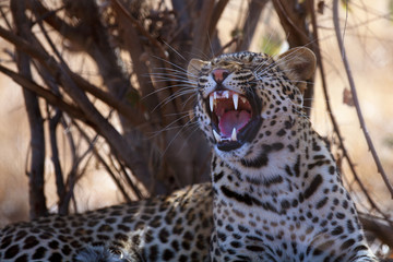 The leopard (Panthera pardus), portrait at sunset. Leopard in a yellow dry bush in a South African savannah.Young leopard with open mouth.