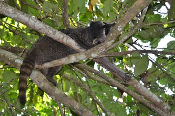 Wilder Waschbär schläft in Baum in Costa Rica 