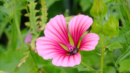 Fototapeta premium Kwiaty lata w Polsce