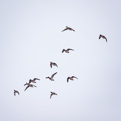 Flock of ducks flying in the sky at early springtime.