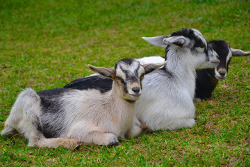 Babyziegen liegen nebeneinander