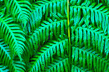 spain,canary islands, la palma, los tilos : fern