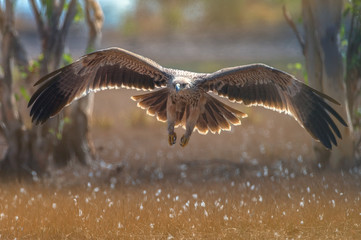 Closeup eastern imperial eagle flying