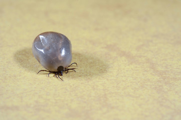 Castor bean tick (Ixodes ricinus) full of blood craling on floor