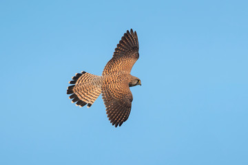 Common Kestrel flying on blue sky background