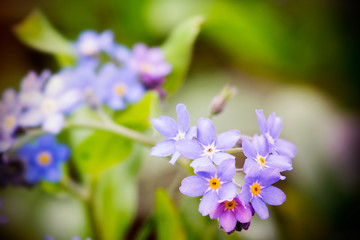 blue flower in garden