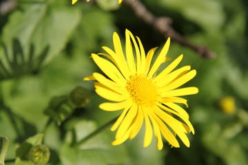 Yellow spring flower doronicum orientale 