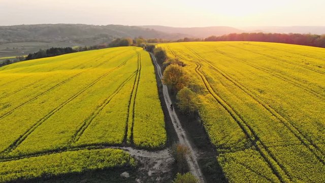 Pola rzepaku o zachodzie słońca
