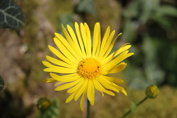 Yellow spring flower doronicum orientale 