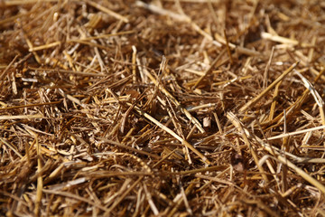 Nahaufnahme vom Stroh auf einem Bauernhof