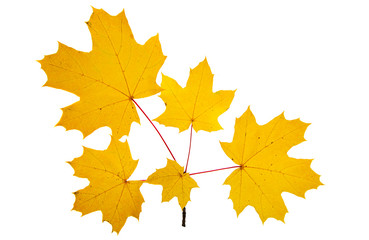 Fototapeta na wymiar autumn leaves isolated