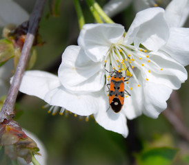 bee on flower