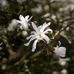 weiße magnolie