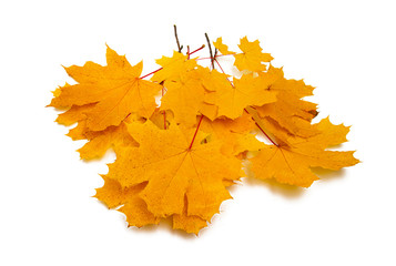 autumn leaves isolated