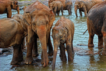 Elefant Elefanten Tiere Natur Safari Wild