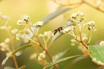 Brown White-tipped Brown Bee Fly also known as Comptosia walkeri