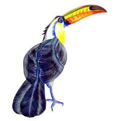 Hand drawn watercolor illustration of tropical exotic big black toucan bird on the branch.